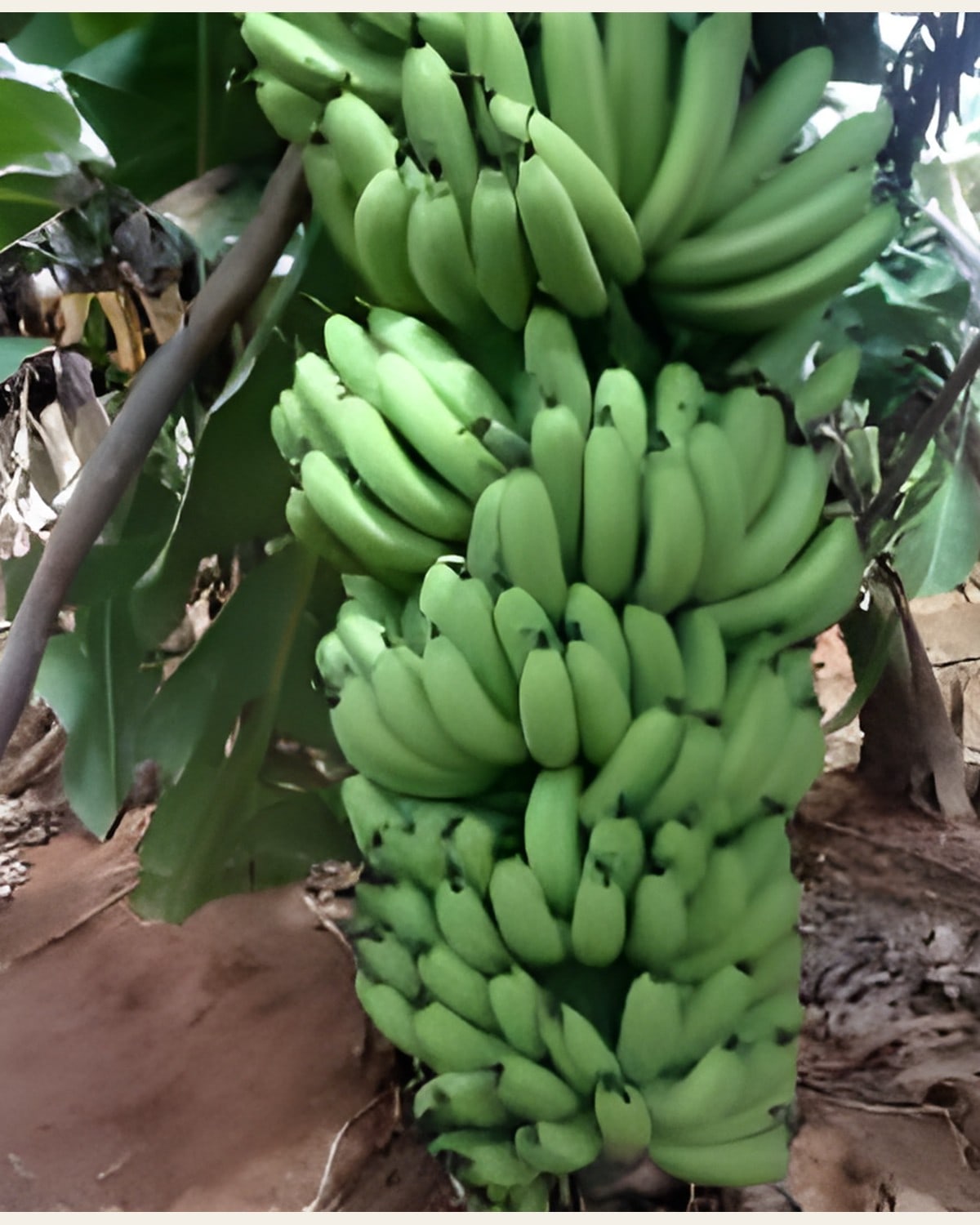 Tissue Culture Banana Plant