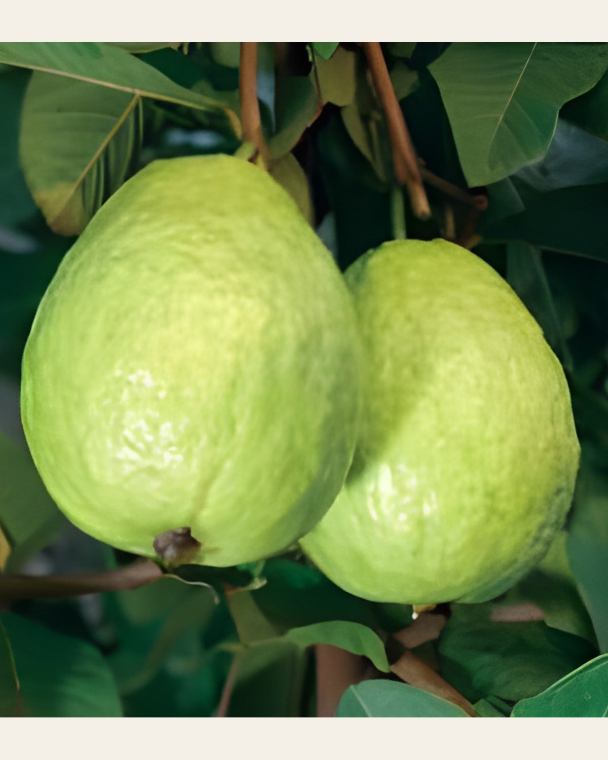 L-49 Guava Plant (Lucknow 49)