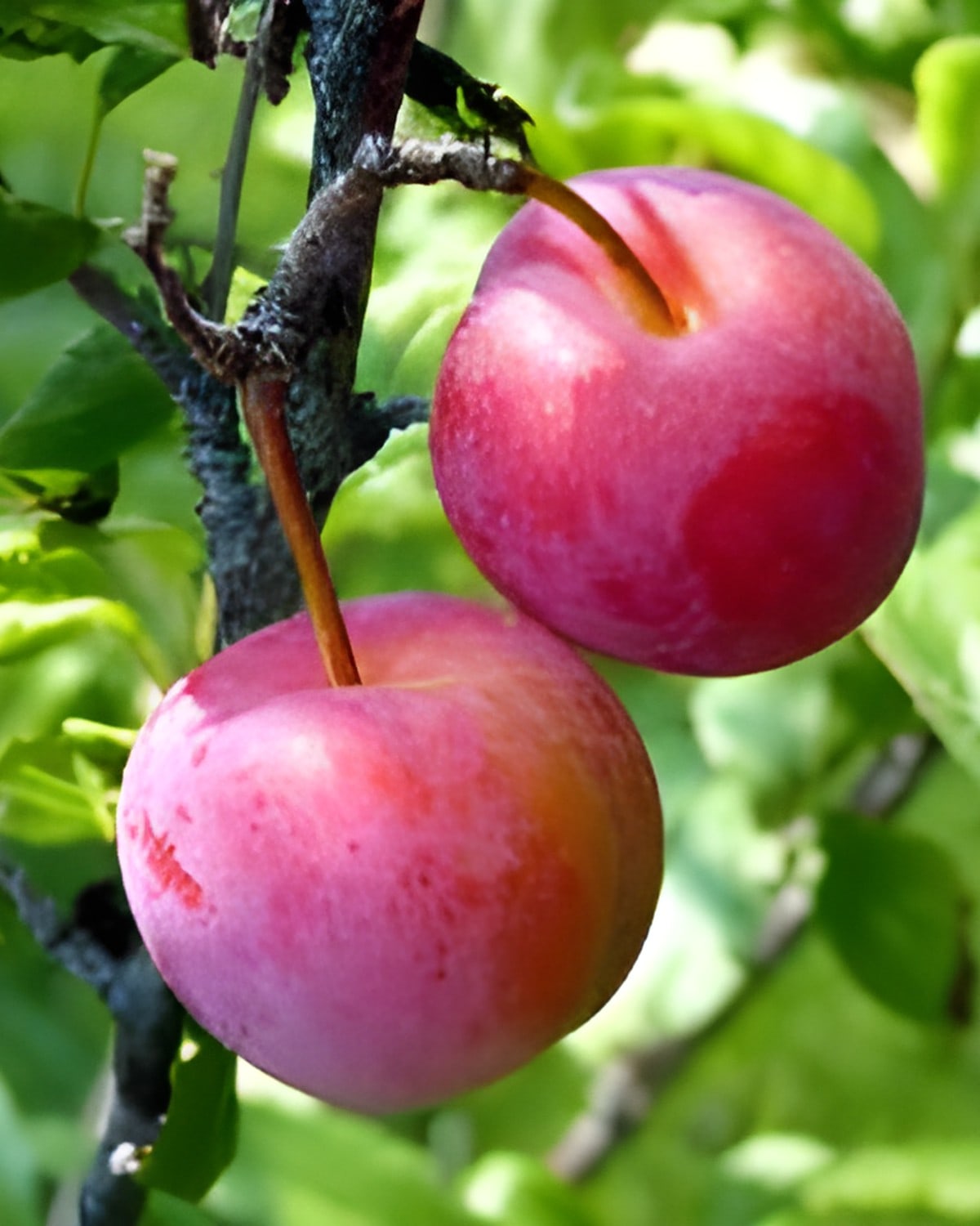 Aloo Bukhara (Plum) Plant