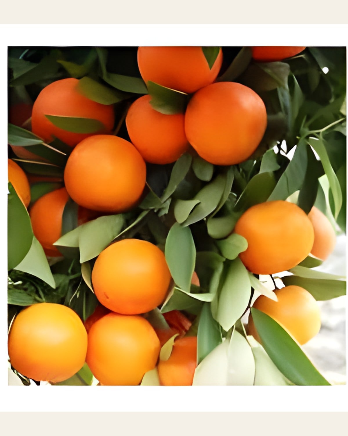 Kinnow Orange Plant