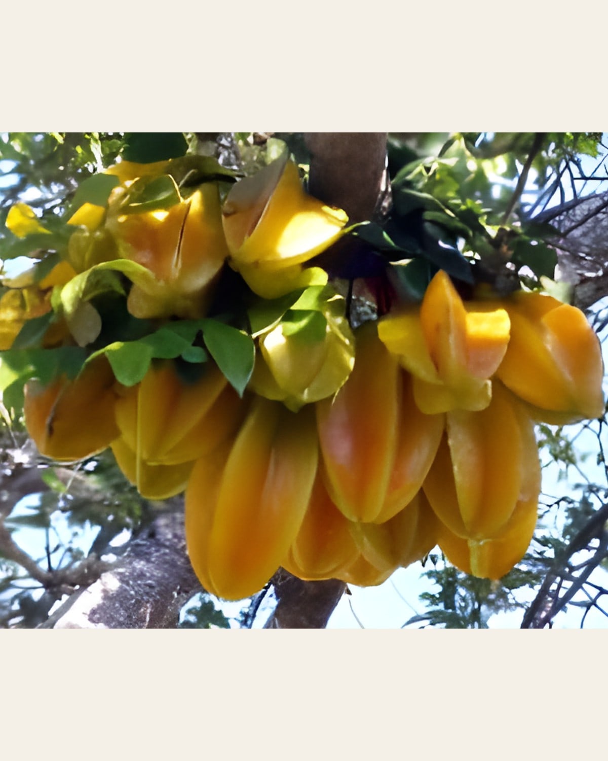 Thai Star Fruit Plant (Sweet Kamrakh)
