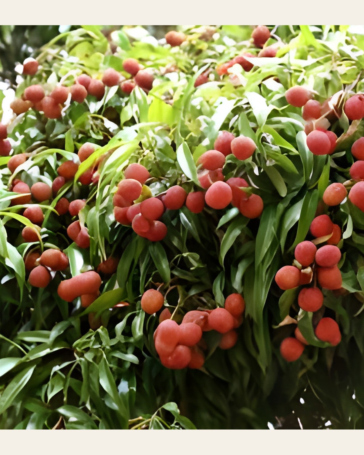Bombai Litchi Plant