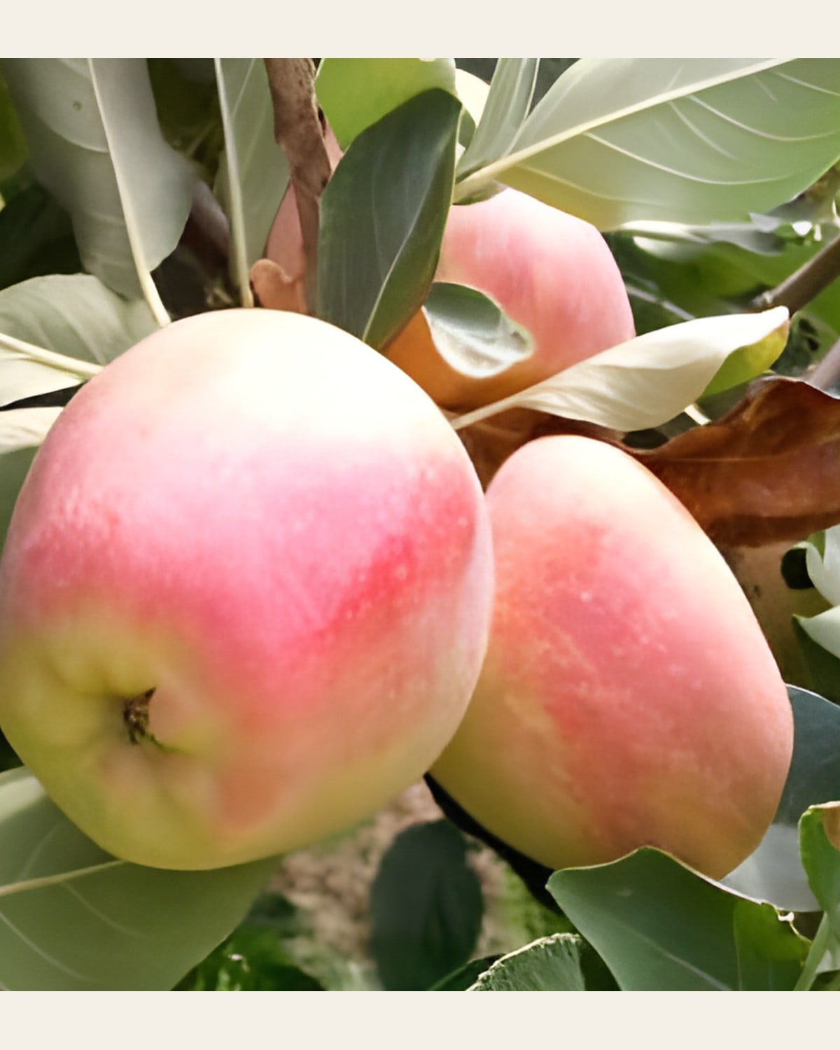 Anna Apple Plant