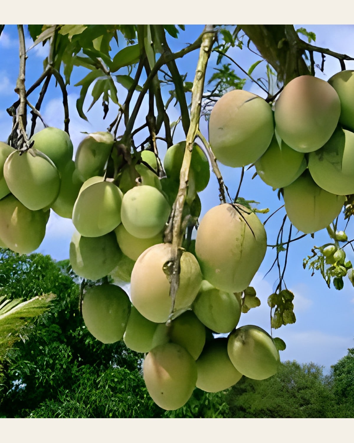 Himsagar Mango Plant (Grafted)