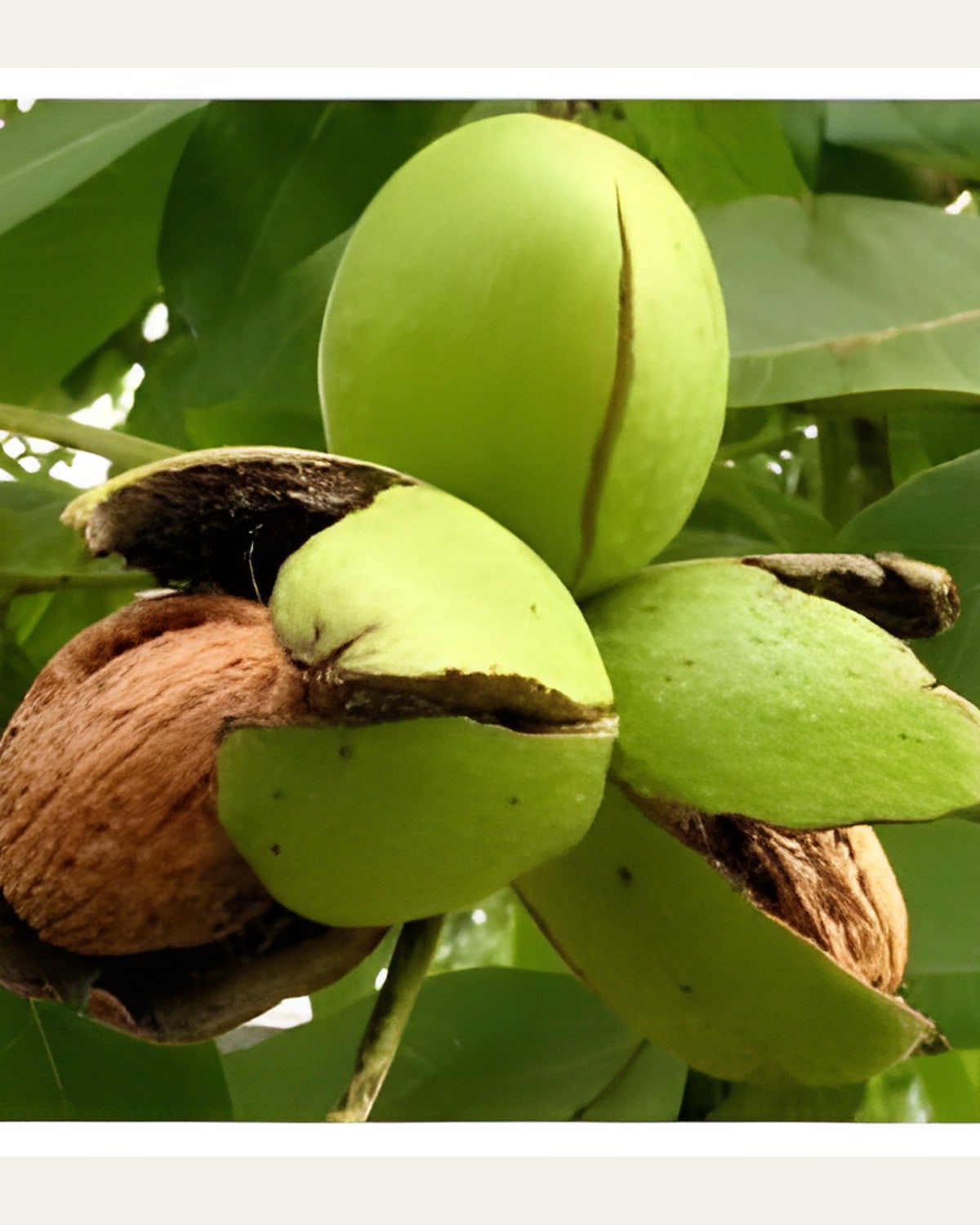 Walnut Plant