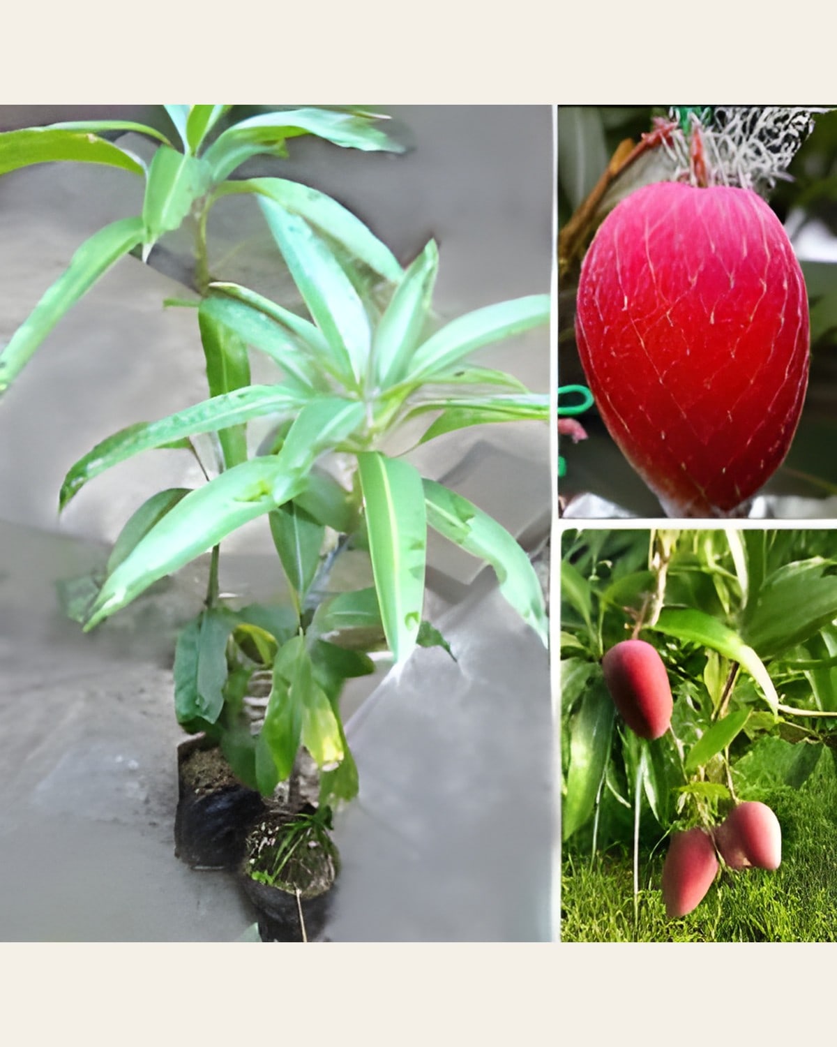 Miyazaki Mango Plant (Egg of the Sun)