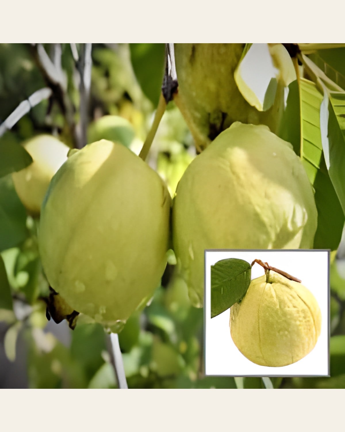 Golden 8 Guava Plant