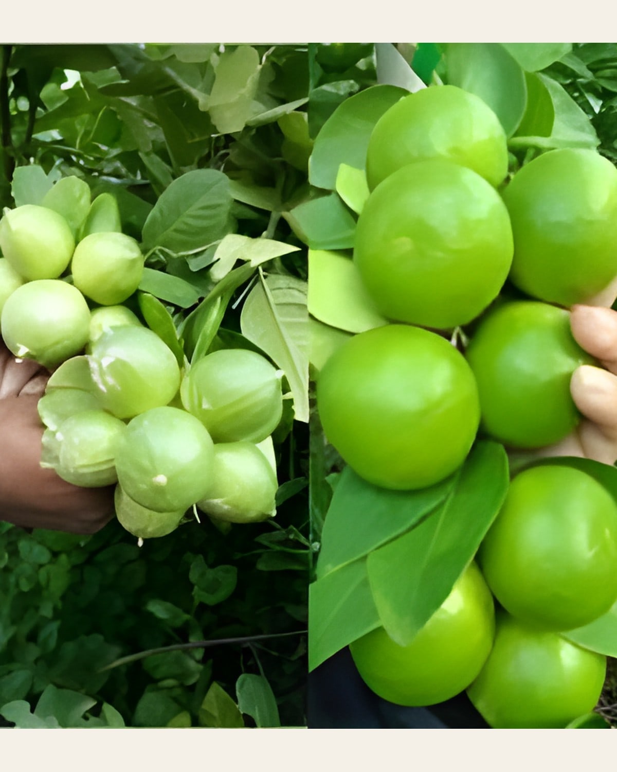 Kolkata Pati Lemon Plant (Dwarf)
