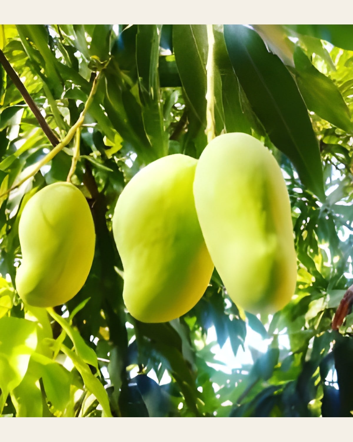 Sadabahar Mango Plant (All Season)
