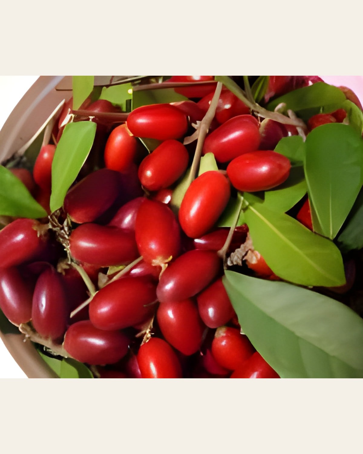 Miracle Berry Plant