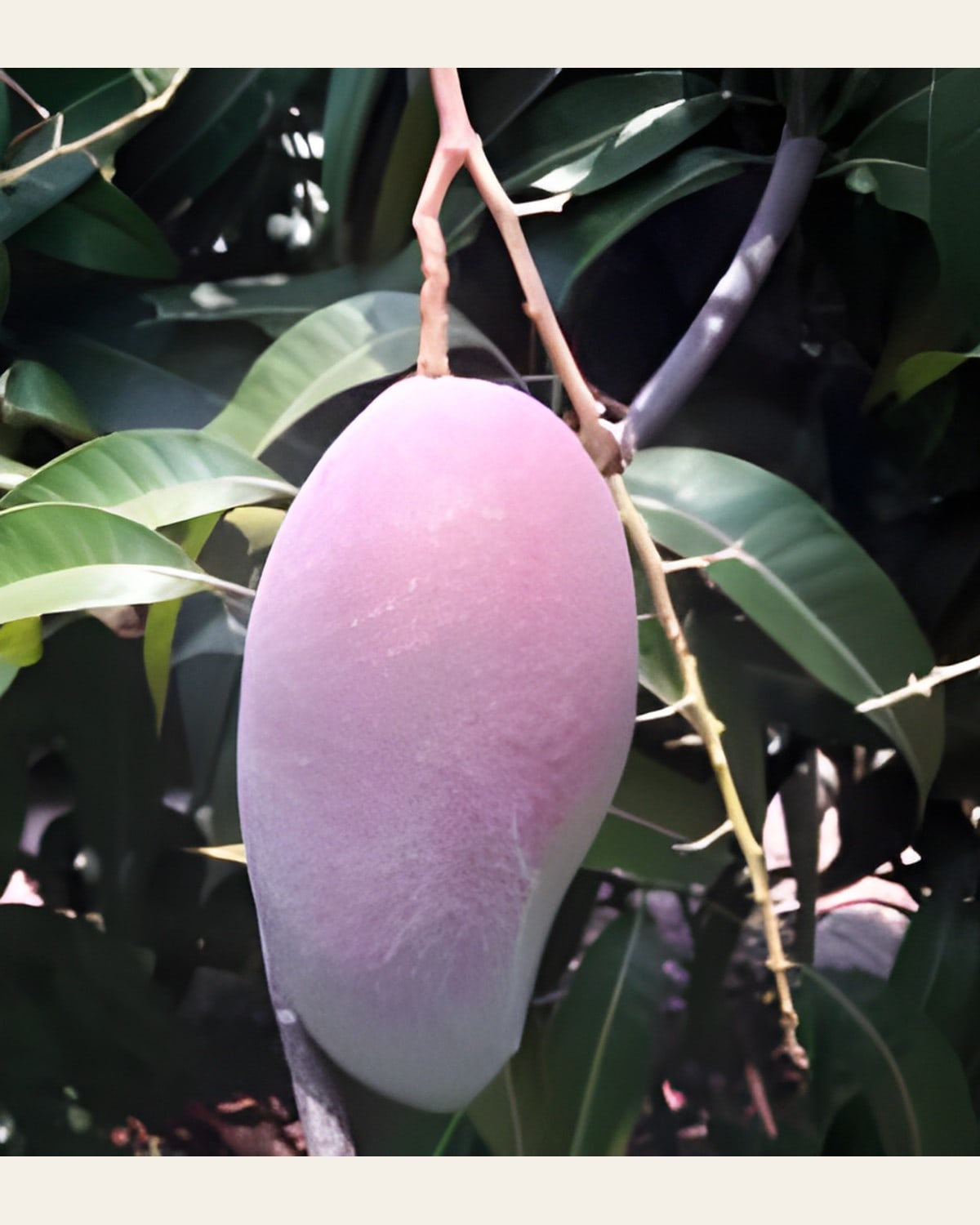 Yuwen 6 Mango Plant (Grafted)
