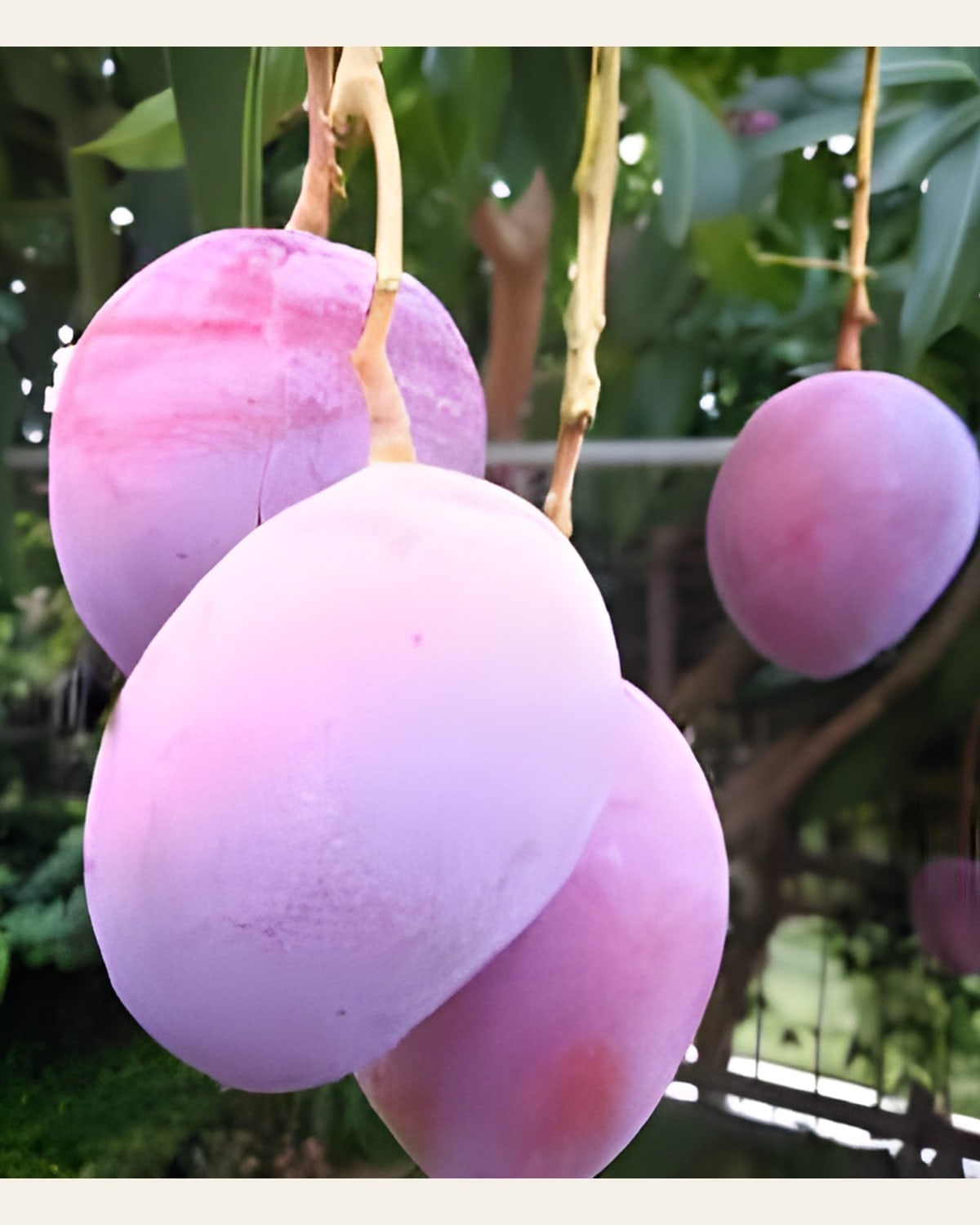 Arunika Mango Plant (Grafted)