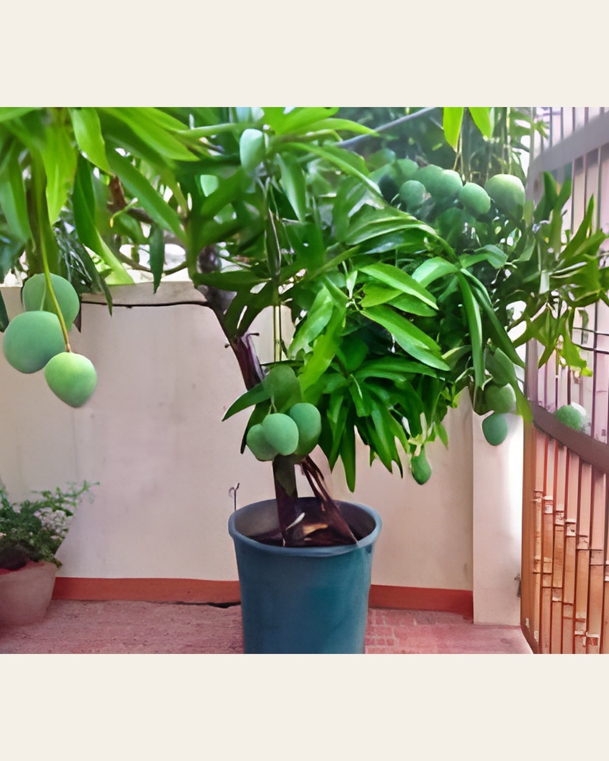 Chausa Mango Plant (Grafted)