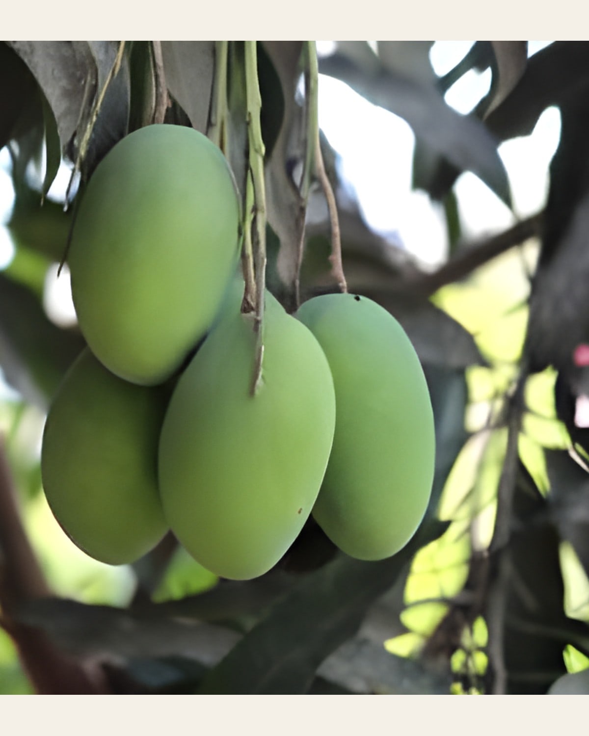 Vastara Mango Plant (Grafted)