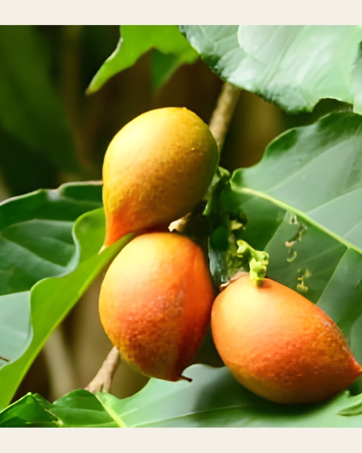 Peanut Butter Fruit Plant