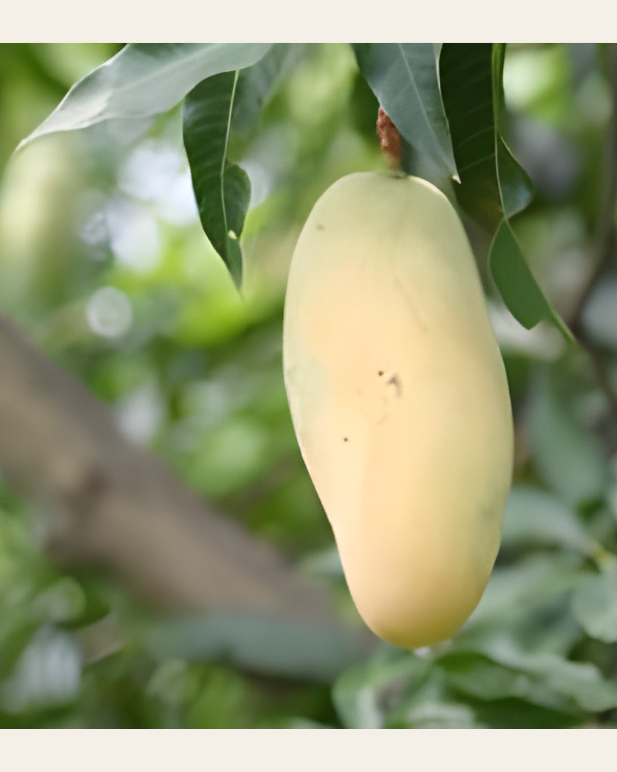 Honeydew Mango Plant (Grafted)