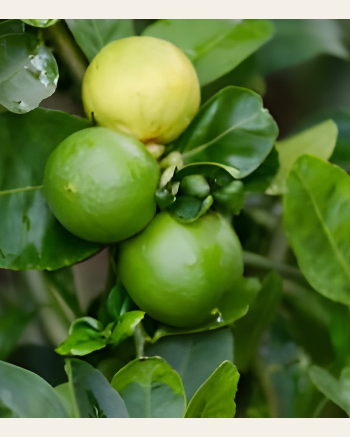 Kagzi Lemon Plant