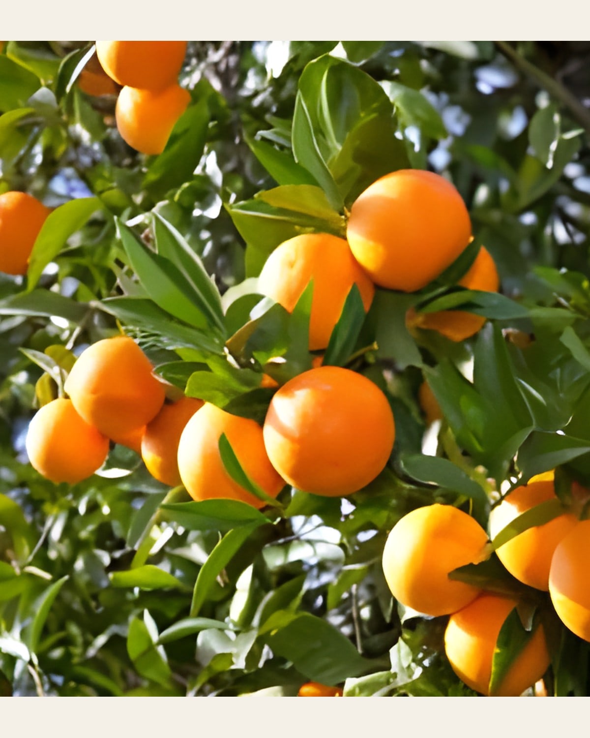 Darjeeling Orange Plant