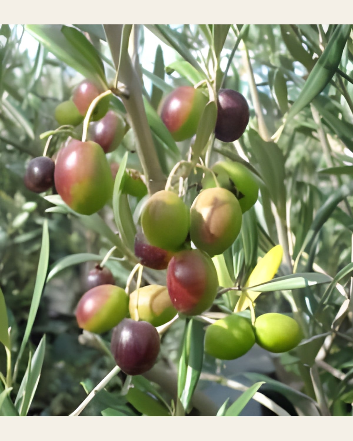 Thai Olive Plant (Grafted)