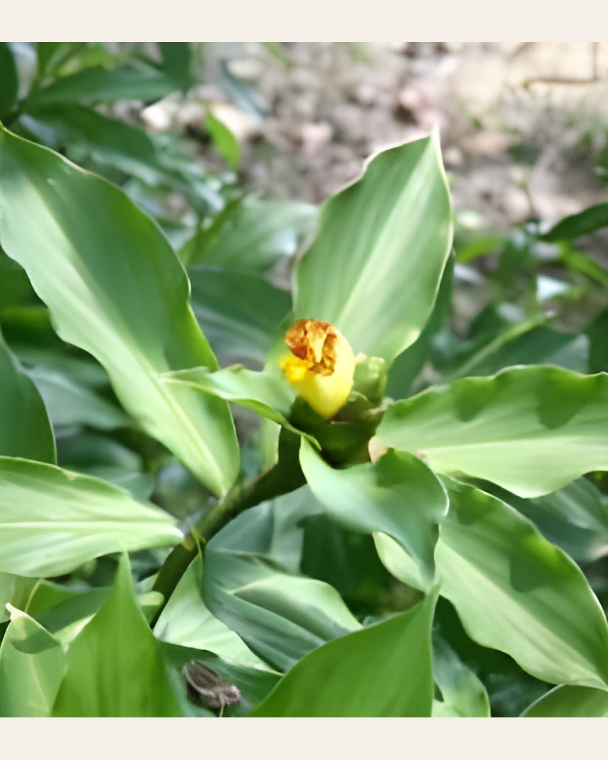 Insulin Plant (Costus igneus)