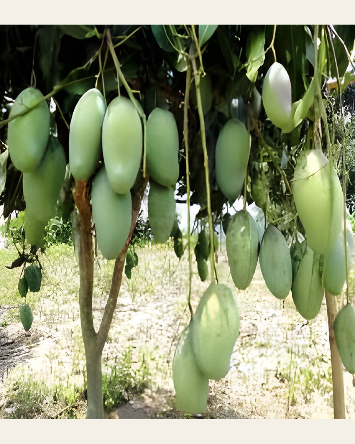 Katimon Mango Plant (Grafted, All Season)