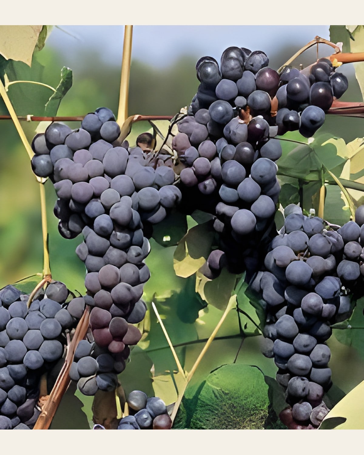 Seedless Black Grape Plant