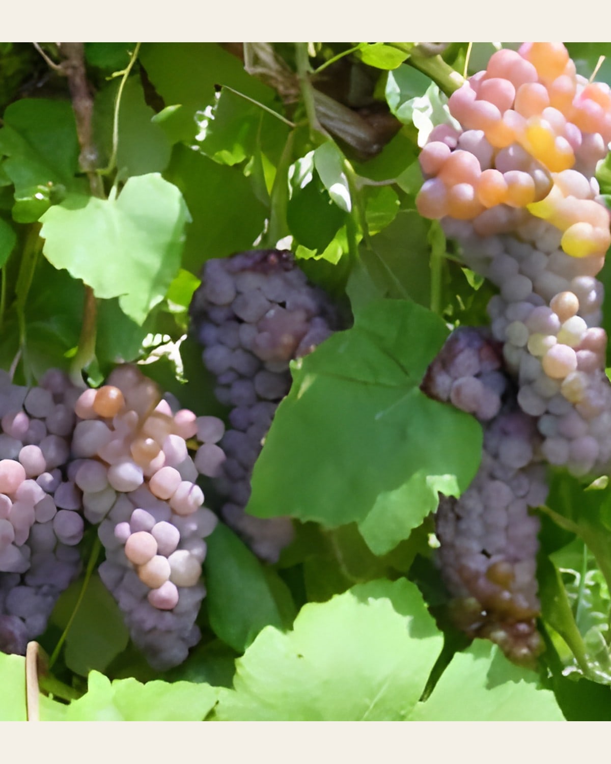 Red Grape Plant
