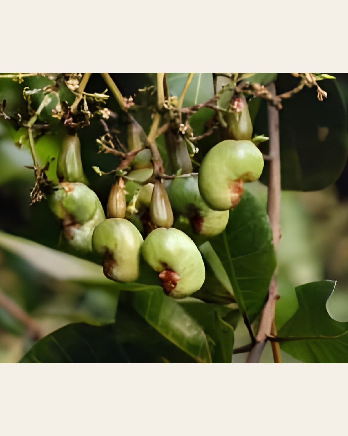 Cashew Plant (Grafted)
