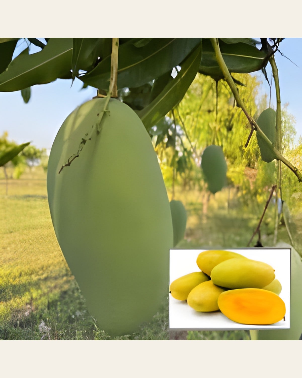 Dasheri Mango Plant (Grafted)