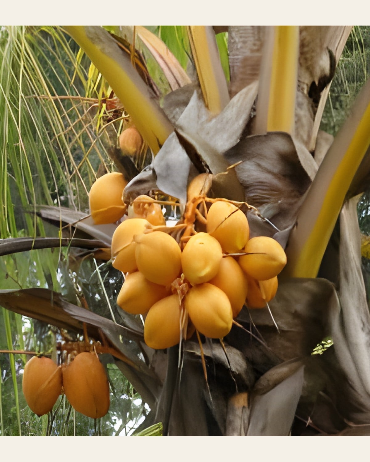 Golden Coconut Plant