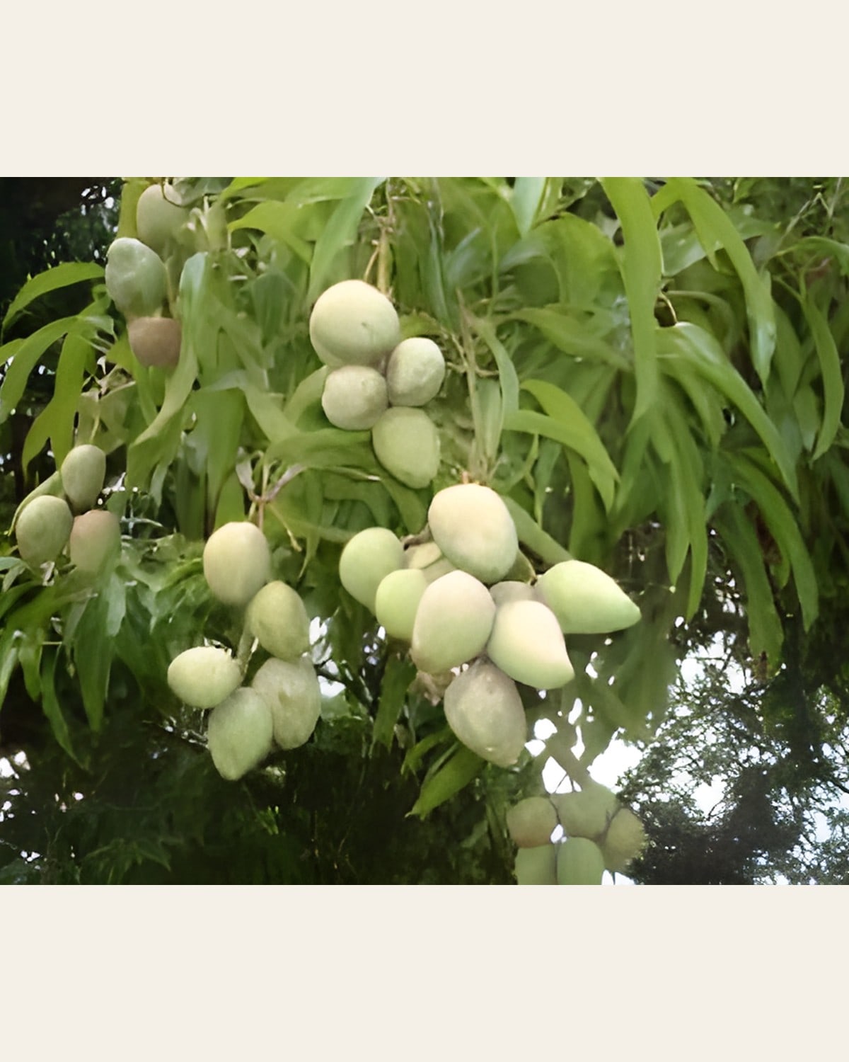 Harivanga Mango Plant (Grafted)