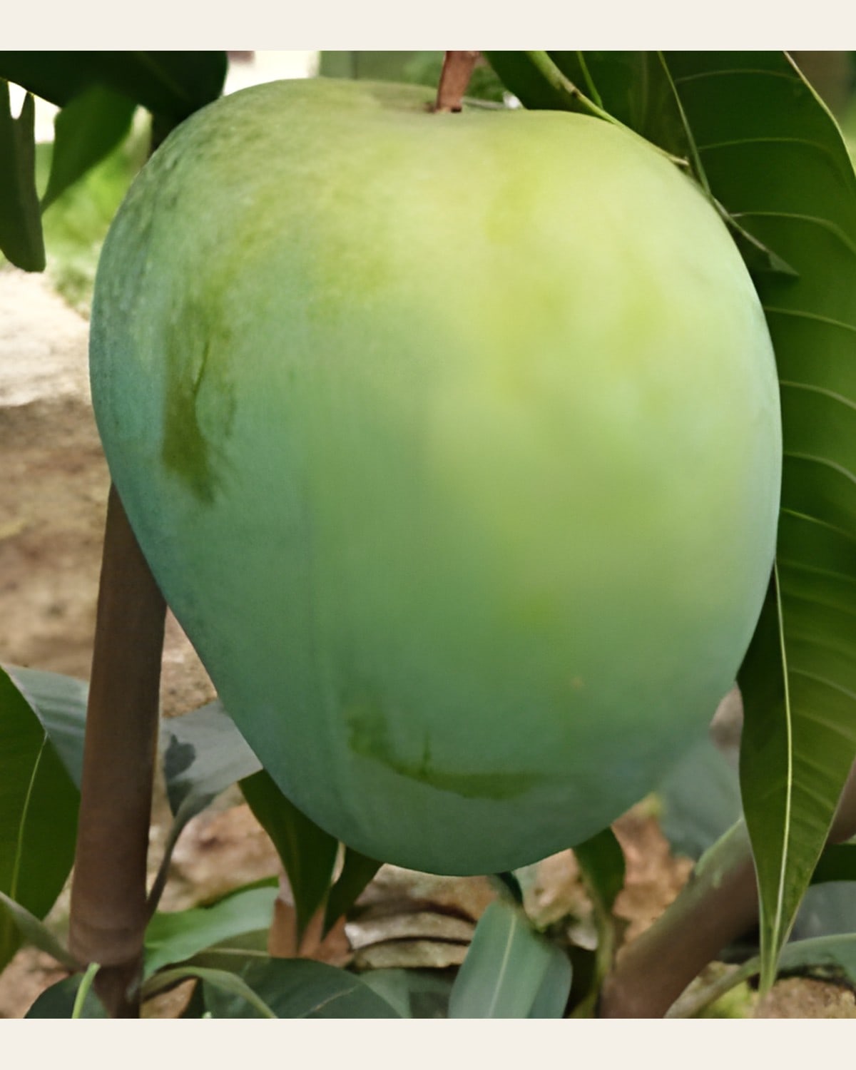 Khas Ul Khas Mango Plant