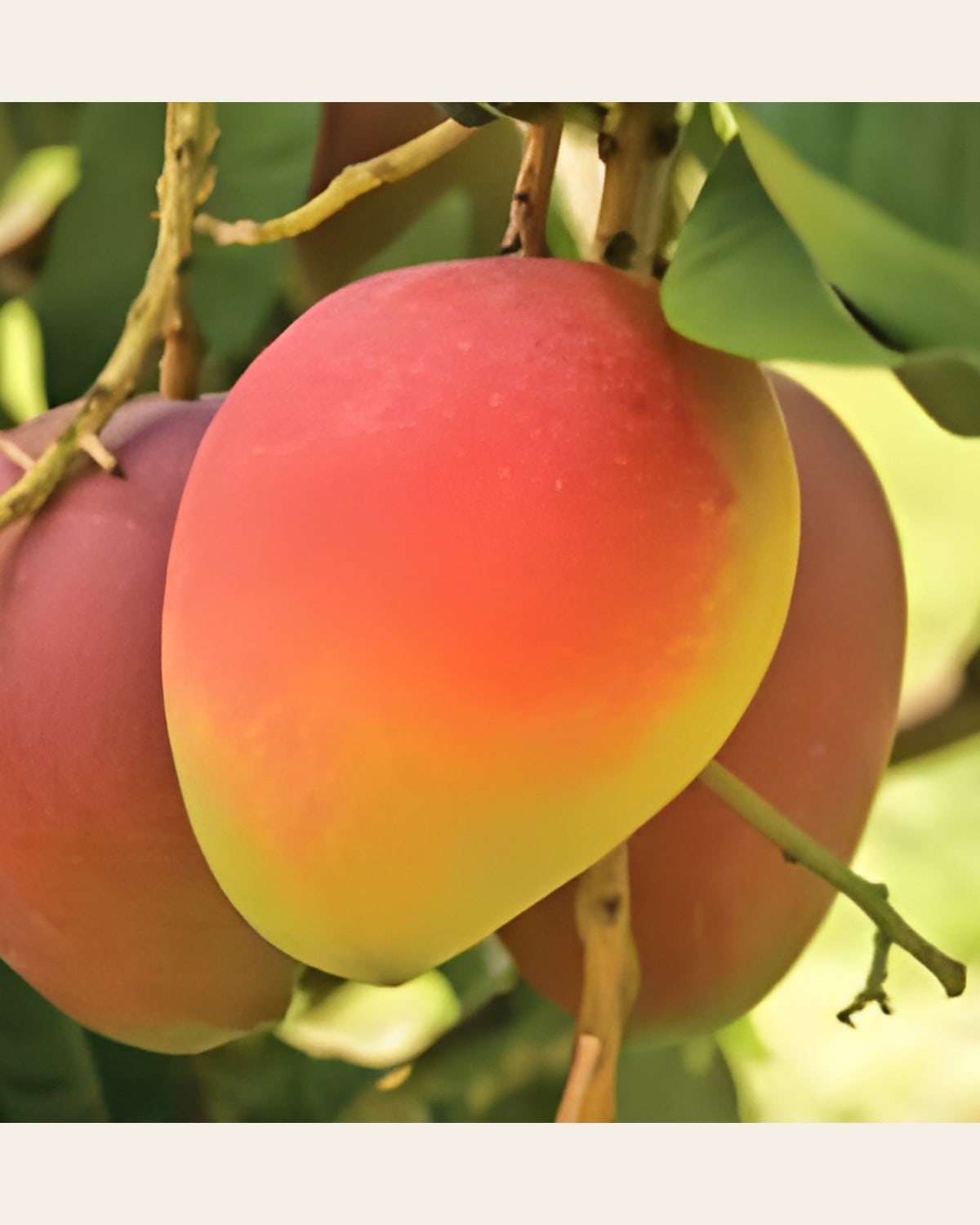 Lal Pari Mango Plant