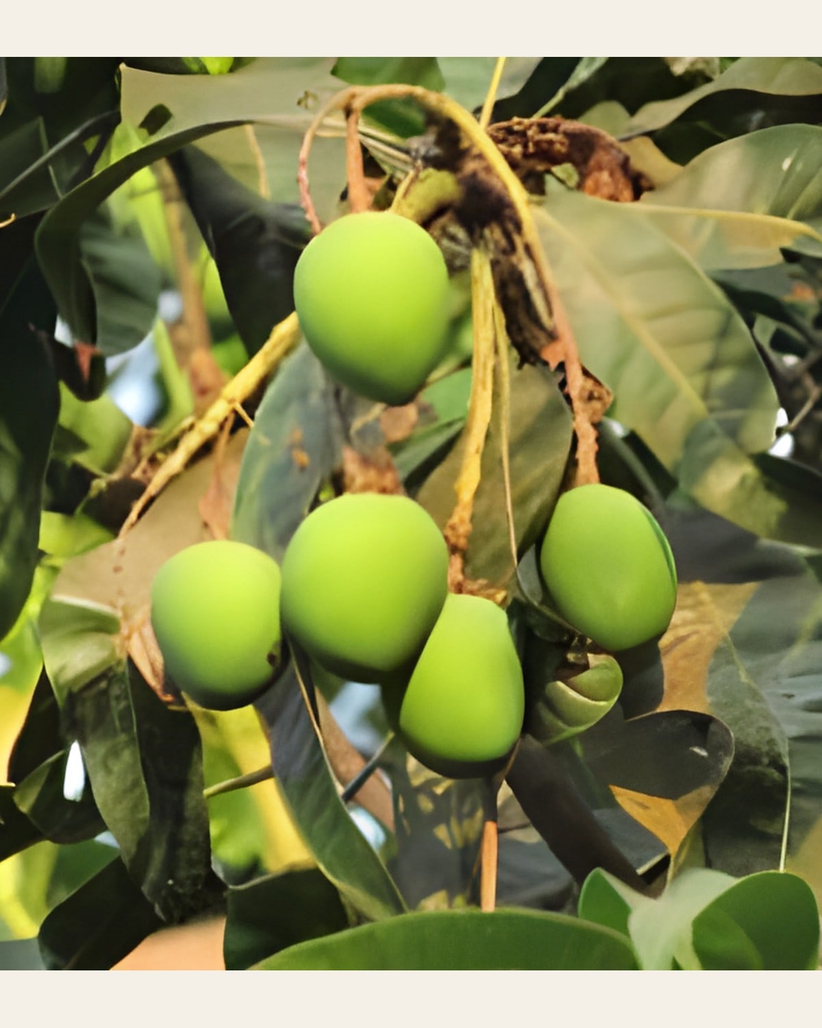 Malda Langra Mango Plant