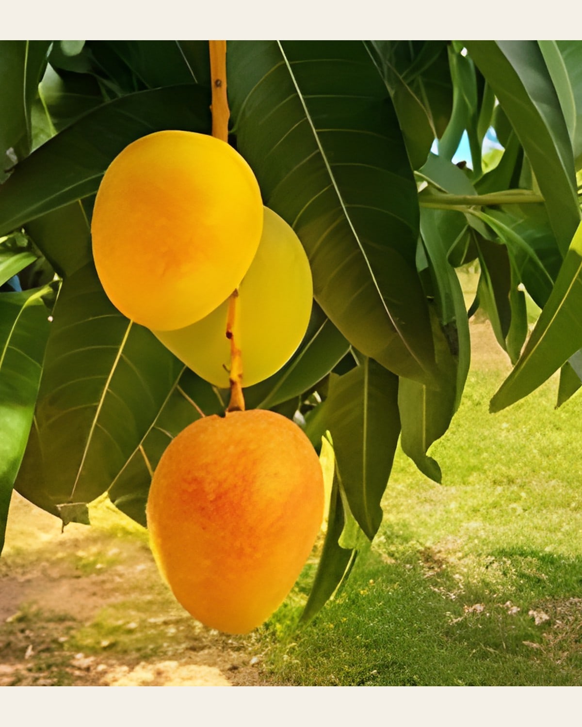 Rani Pasand Mango Plant (Grafted)