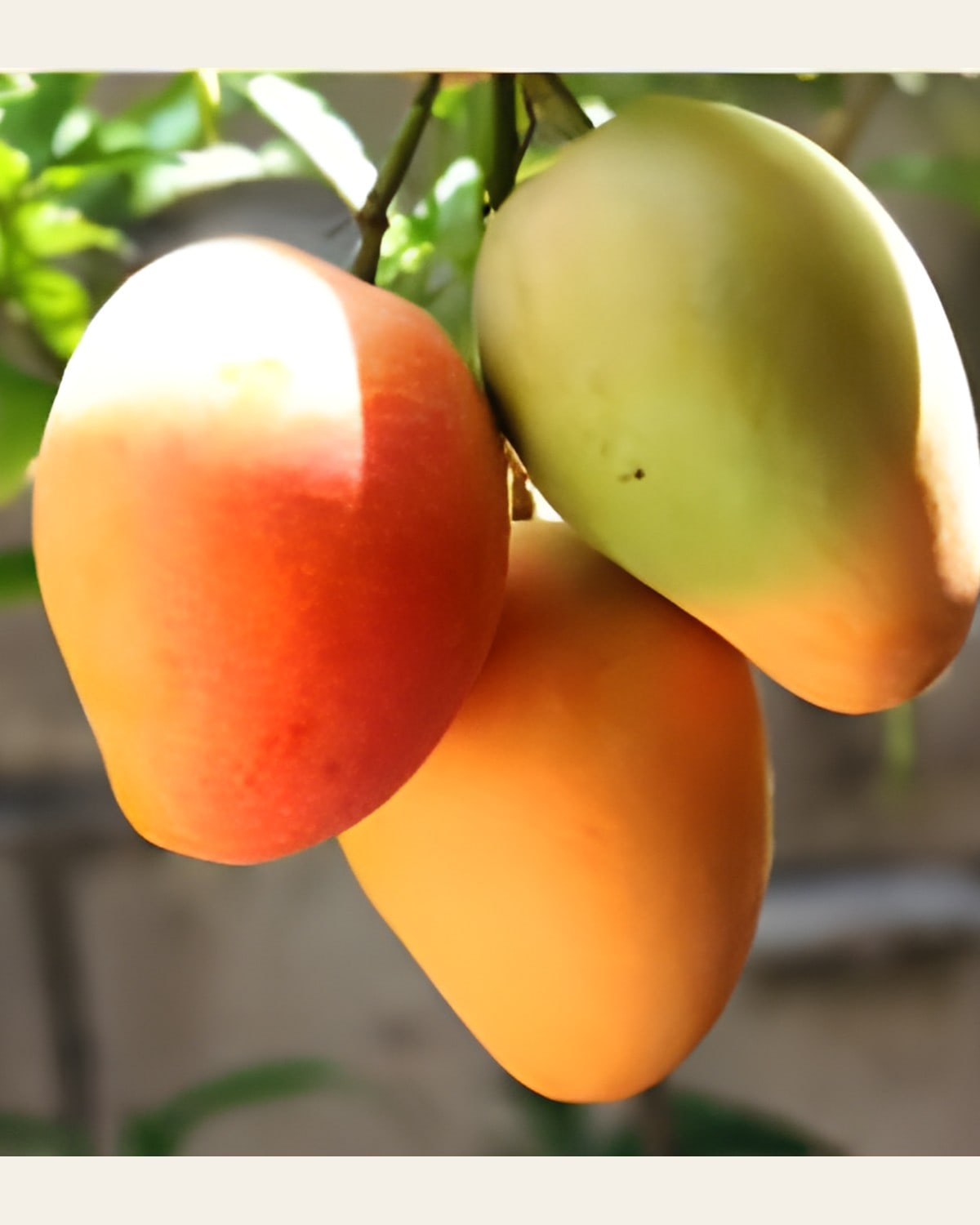 Suvarnarekha Mango Plant (Grafted)