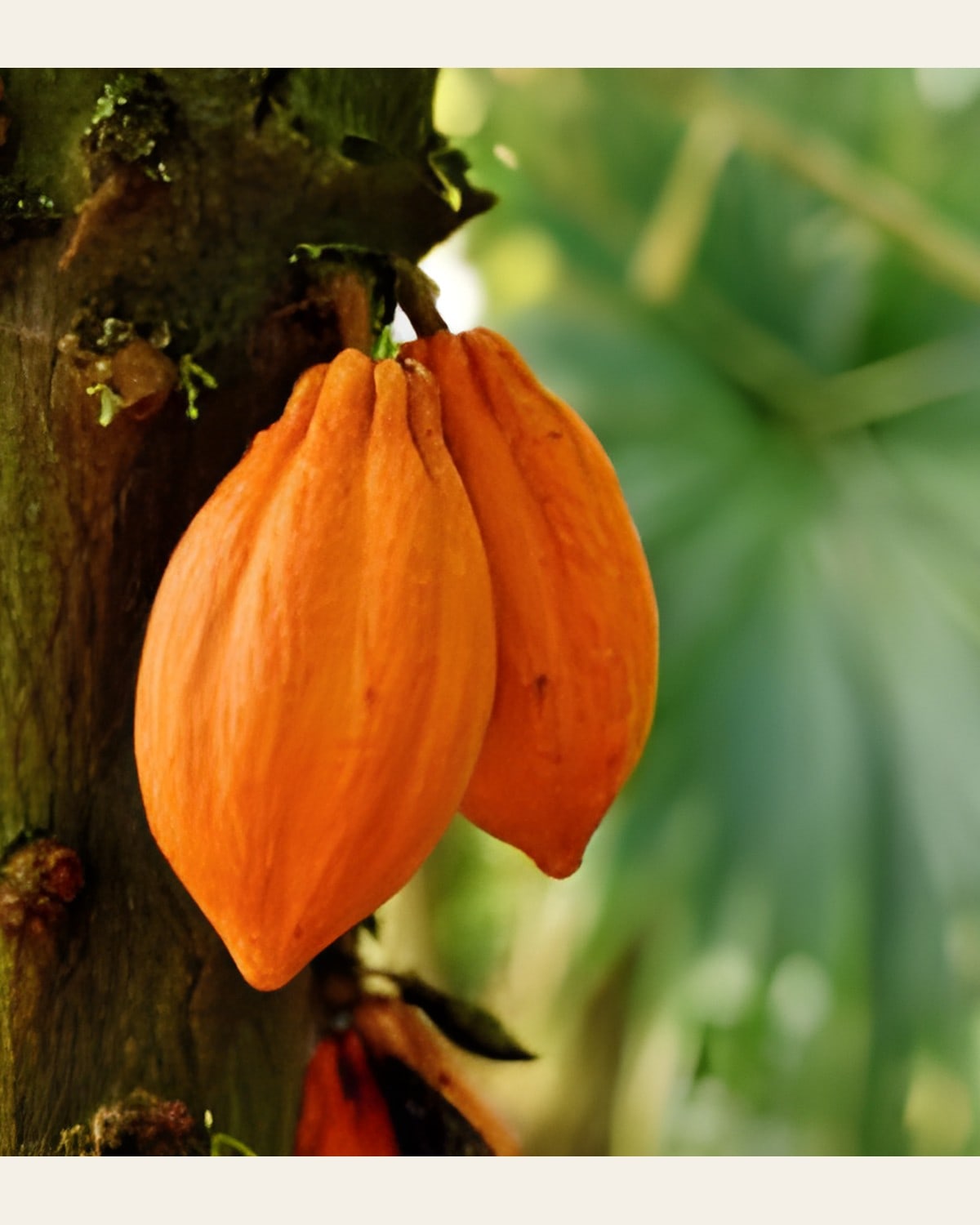 Cocoa Plant