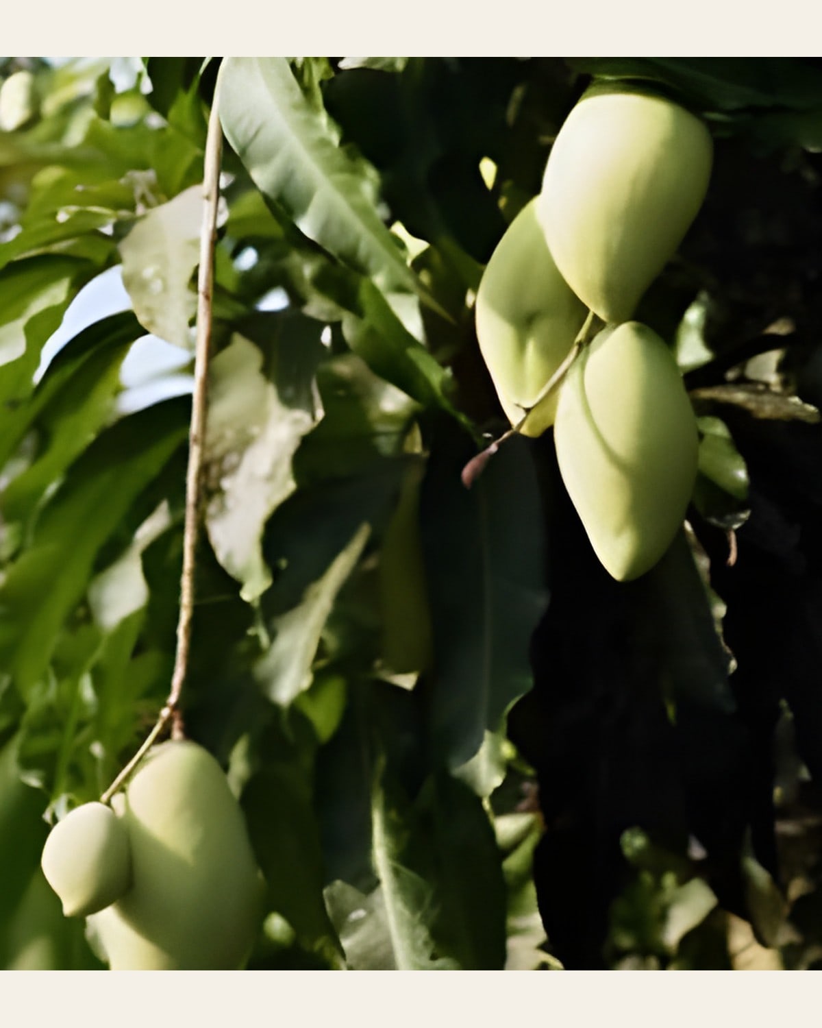 Ice Cream Mango Plant