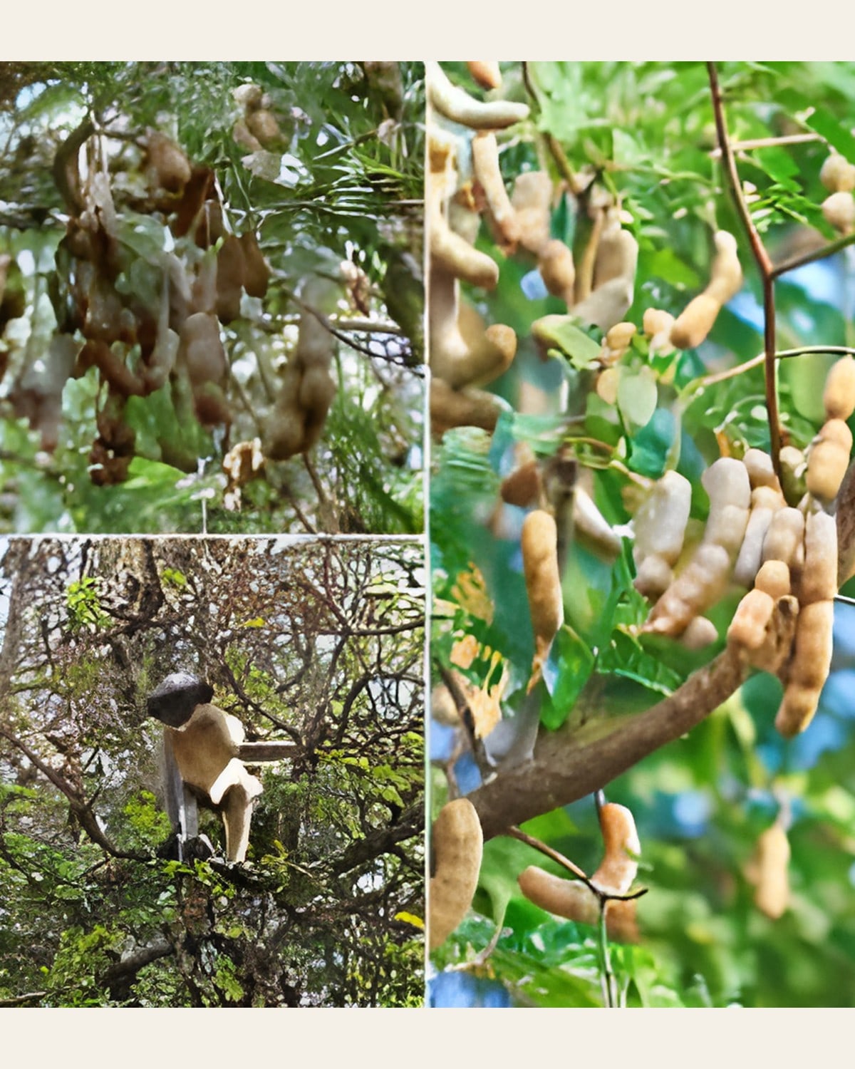 Sweet Tamarind Plant (Grafted)