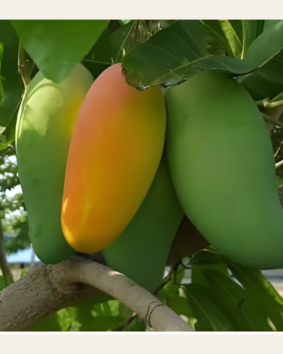 BARI 11 Mango Plant (Grafted)