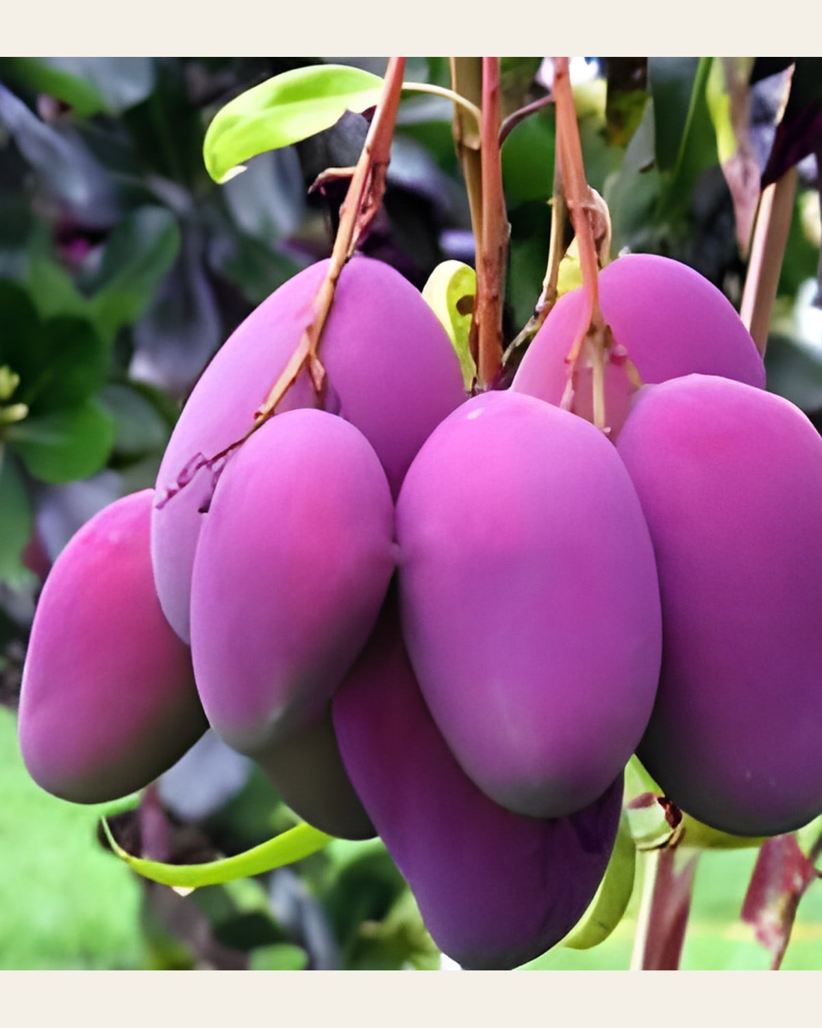 Tommy Atkins Mango Plant