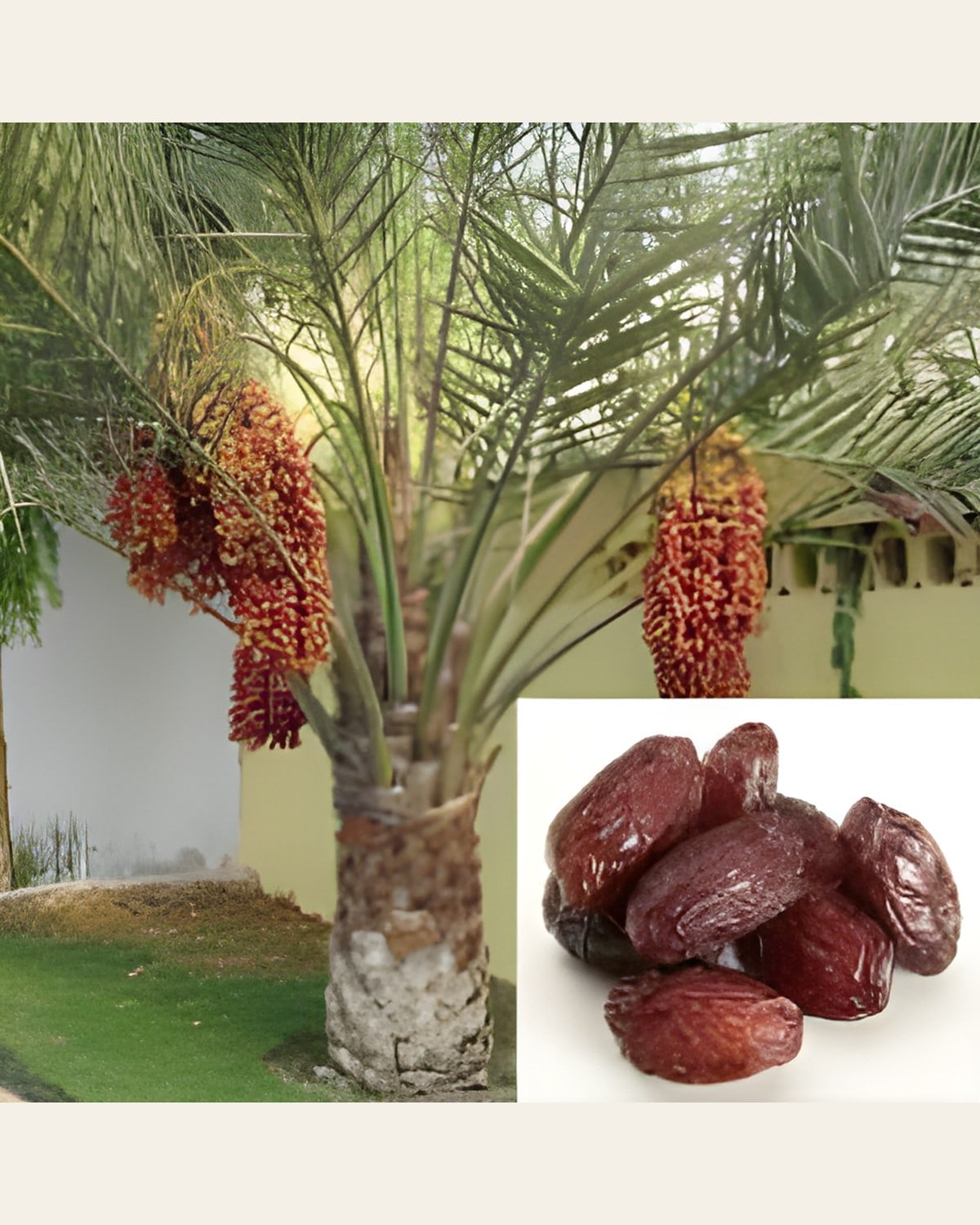 Arabian Date Palm Plant (Khajoor)