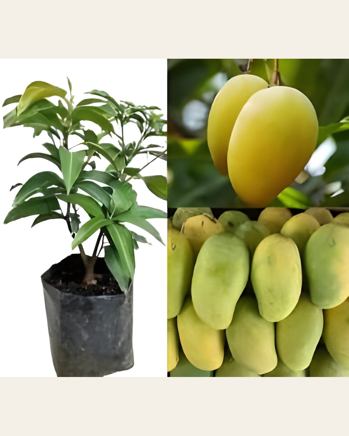 Rajapuri Mango Plant