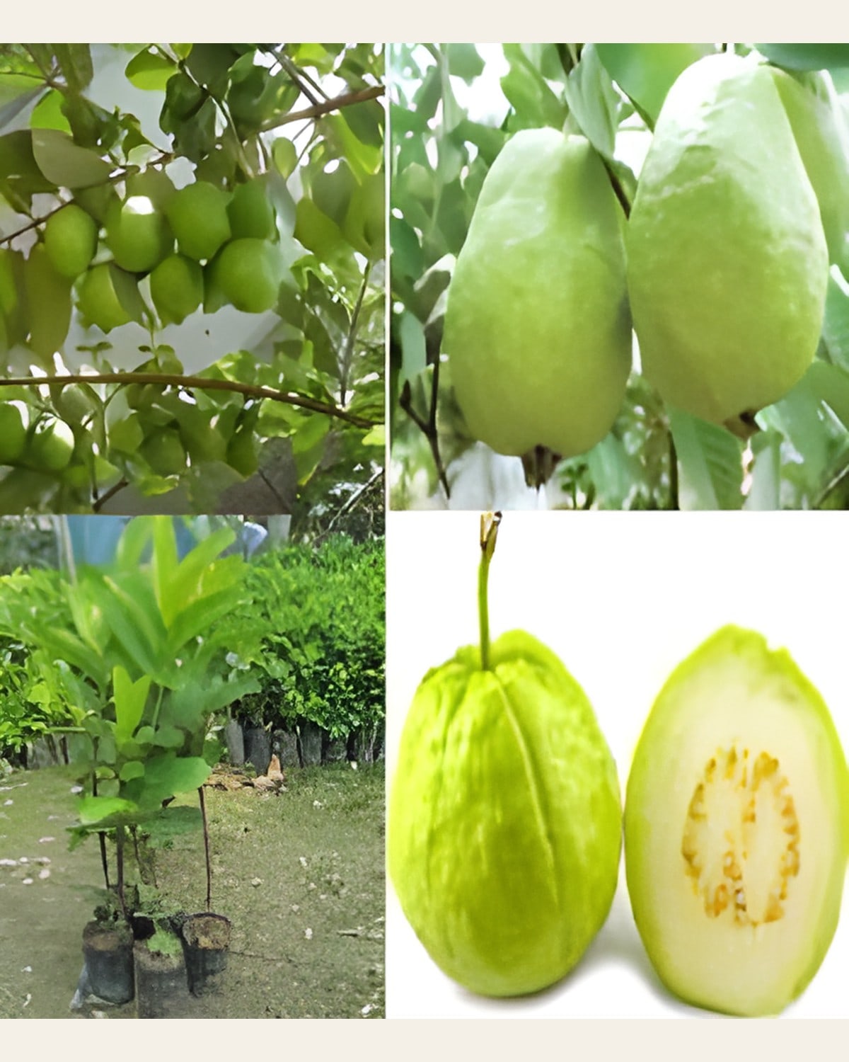KG Guava Plant