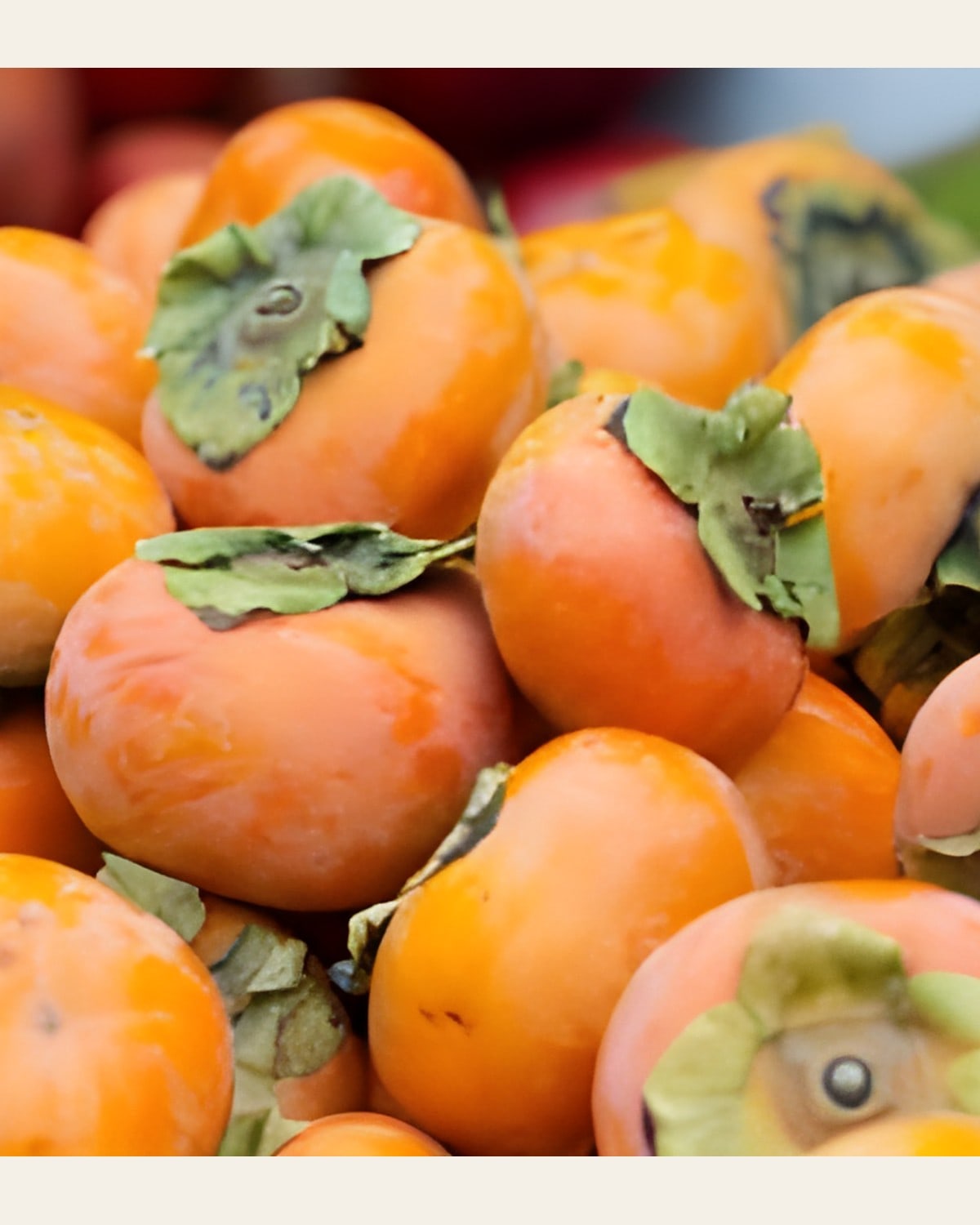 Persimmon Plant