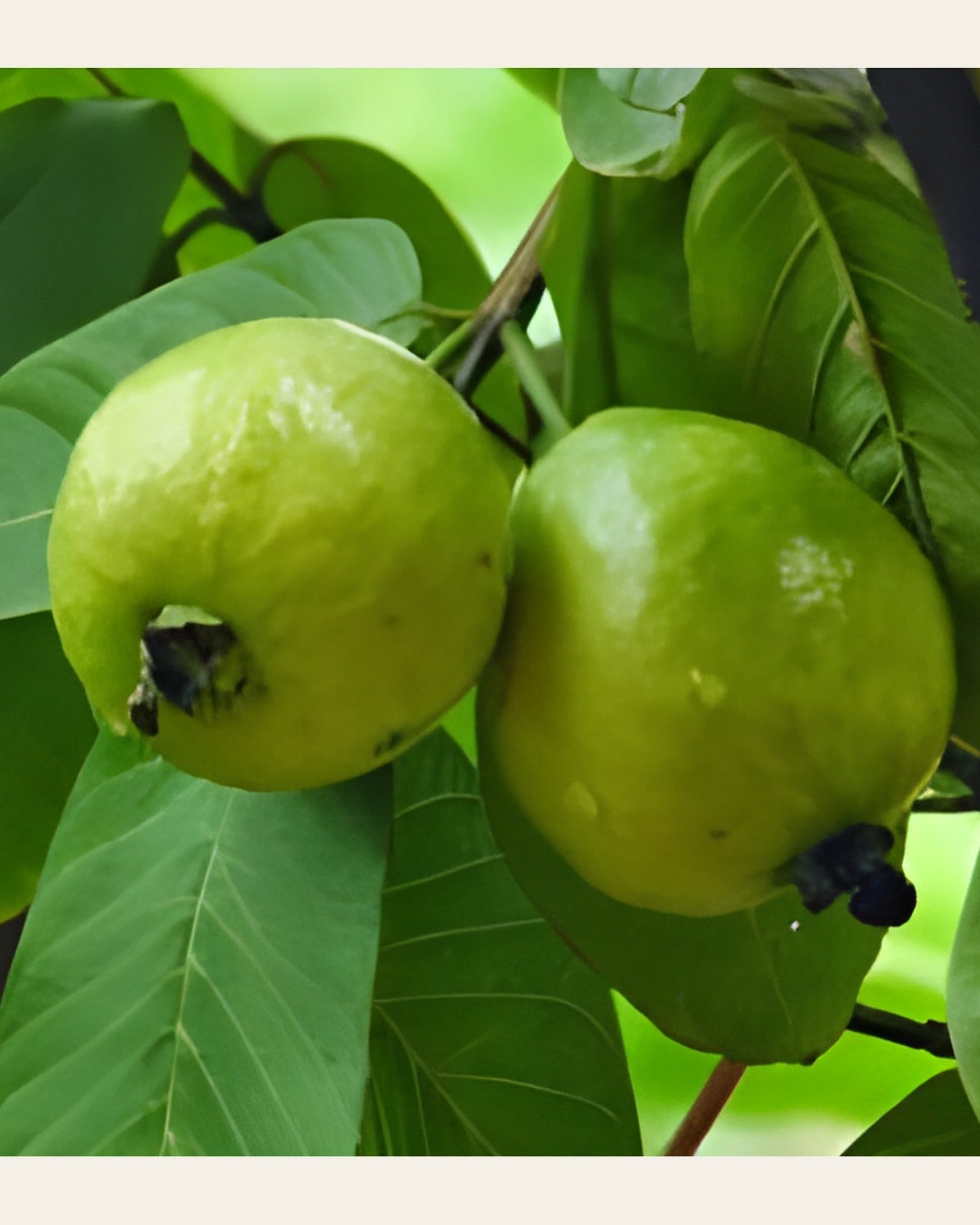 Thai 7 Guava Plant