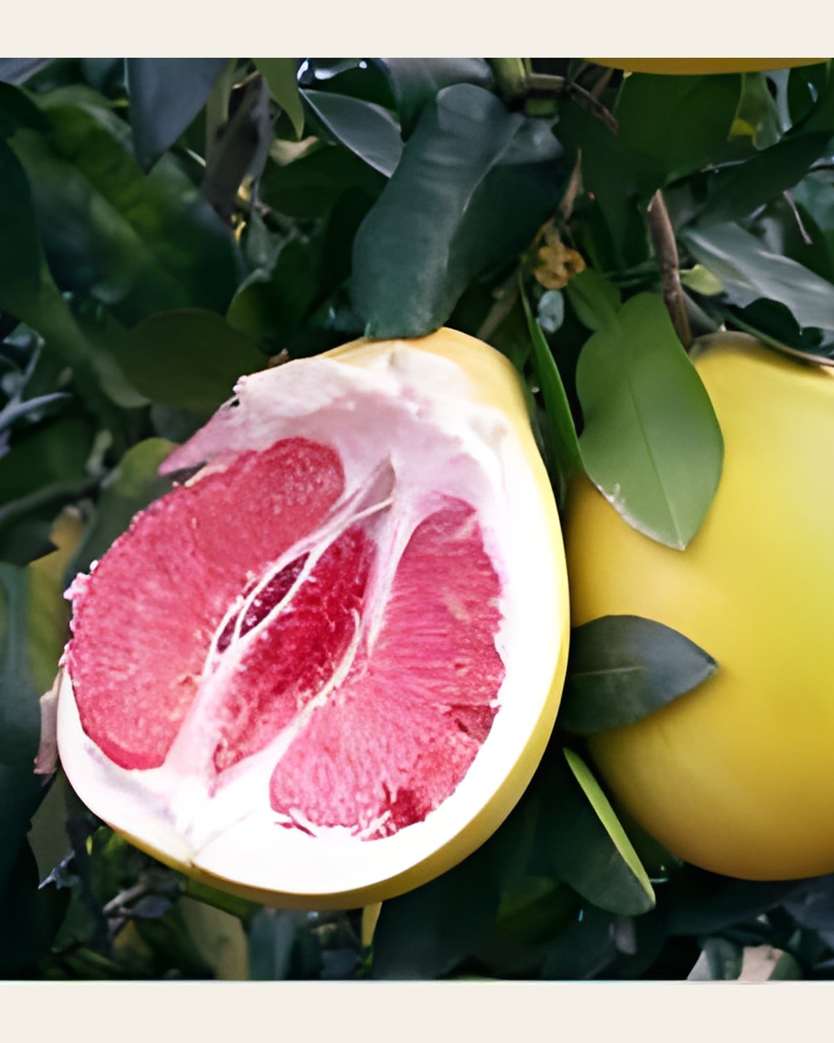 Batabi Lemon Plant