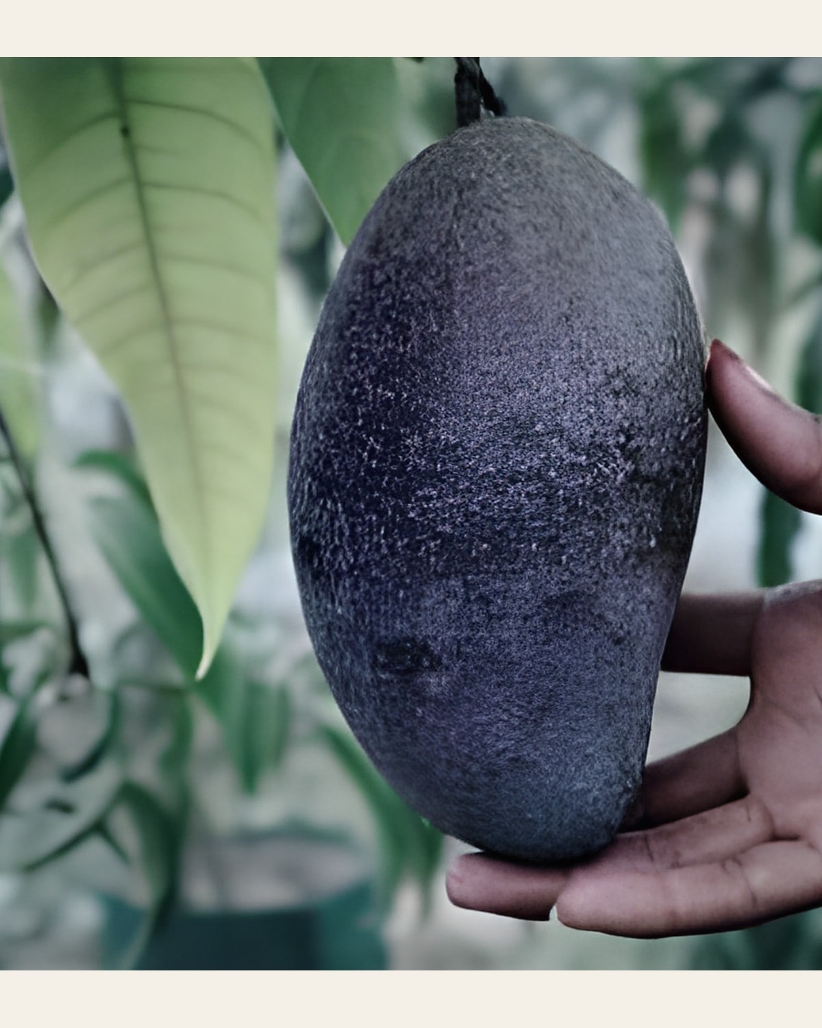 Kasturi Black Mango Plant