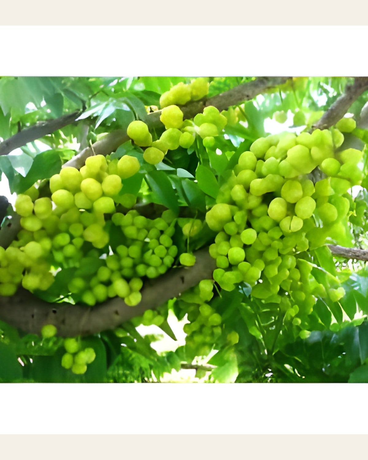 Thai Sweet Amla Plant (Grafted)