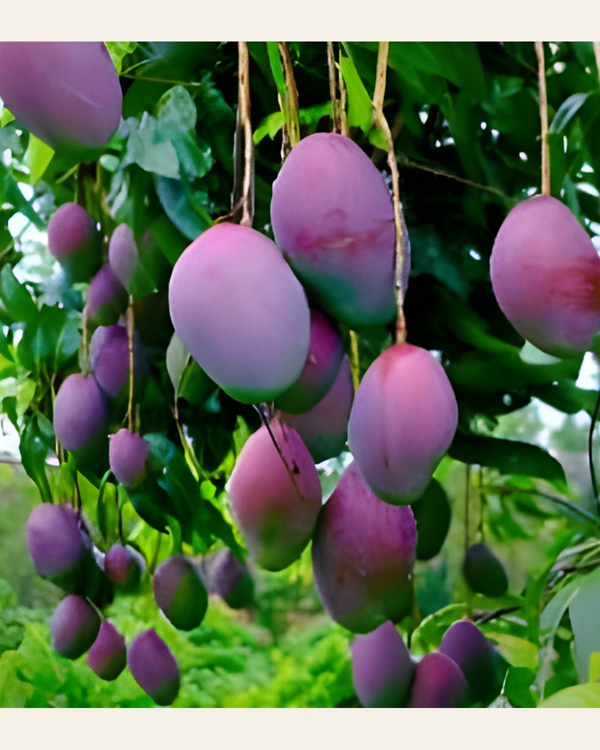 Osteen Mango Plant (Grafted)